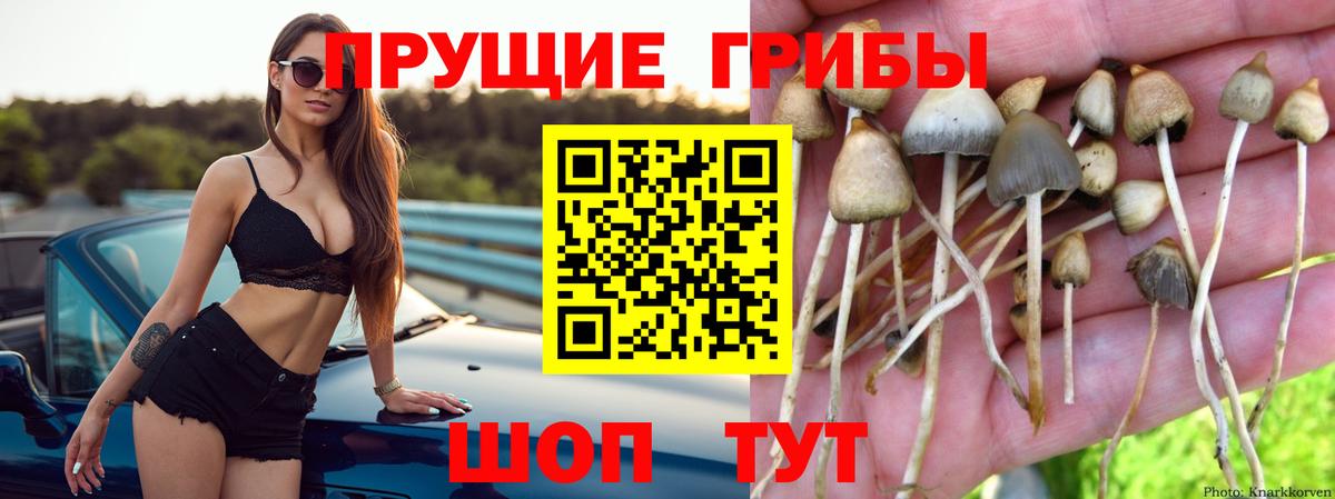 Вичуга  Галлюциногенные грибы прущие грибы  Вход с VPN  Псилоцибиновые грибы GOLDEN TEACHER 